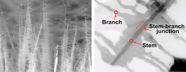Tree-like nanostructures: branched NiSi NWs