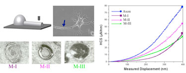 Probing the mechanical properties of nerve cells
