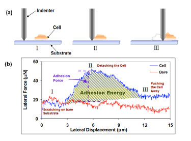 Cell adhesion probed using nano-scratch set-up