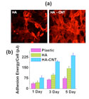 Nanotube-induced adhesion