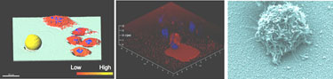 3D fluorescence enhancement on a surface plasmon surface