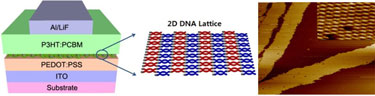 DX-tile-based 2D DNA lattice incorporated into a polymer solar cell