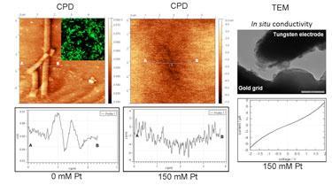 Electrical characterization of tube-like structures