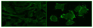 Graphene oxide nanosheet uptake in preosteoblasts and macrophages