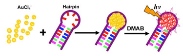 Schematic view showing formation of fluorescent DNA-hosted gold nanoclusters