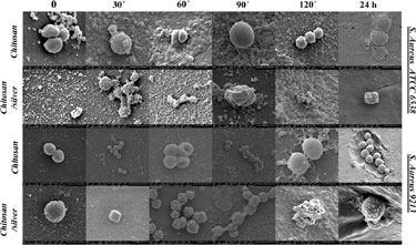 Bacteria on chitosan and chitosan&ndash;silver films