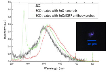 Cancer cells tagged with ZnO nanorod probes