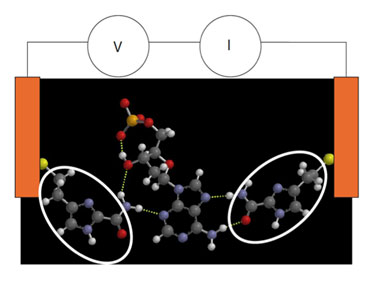 Adaptor molecules recognize and hold analyte molecules