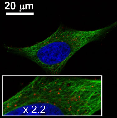 Nanoparticle uptake