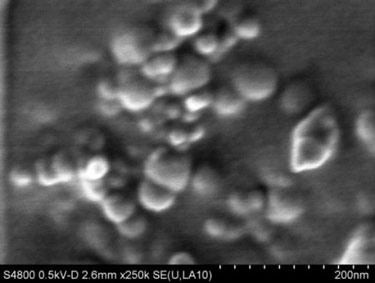 Nanoparticles coated with peanut protein
