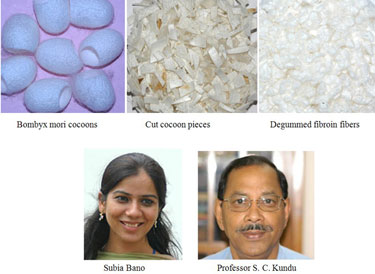 Processing and development of silk protein fibres