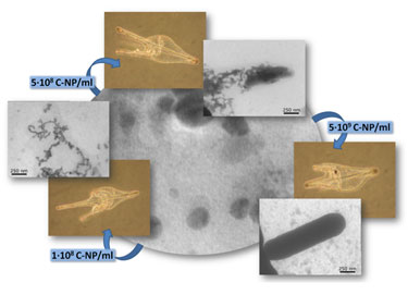 Biomineralization products in sea urchin larvae