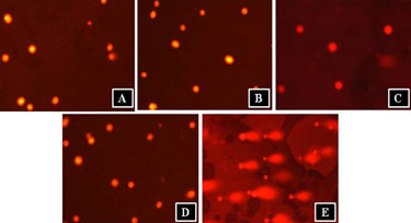 Comet assay: KelFil samples alongside negative and positive controls