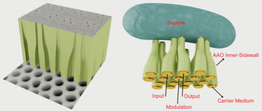 Fan-out platform: curved anodic alumina nanochannels