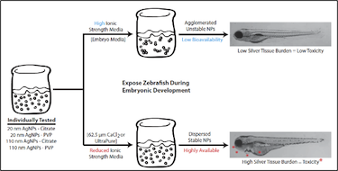 Testing AgNP toxicity