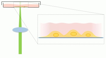 Schematic of the GNOME laser transfection procedure