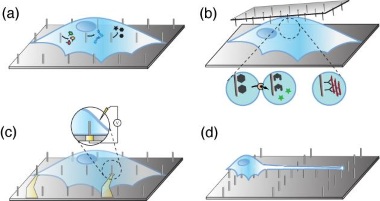 Vertical nanostructures are envisioned to be applicable for molecule delivery (a), cell diagnostics (b), electrophysiology (c) and cell guidance (d) Vertical nanostructures are envisioned to be applicable for molecule delivery (a), cell diagnostics (b), electrophysiology (c) and cell guidance (d)