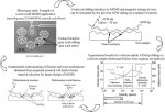 Design methodology for identifying tribologically ideal materials.