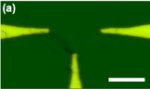 Nanowire interconnect reconfiguration between three electrodes.