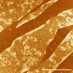 DNA on chlorite
