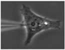 Carbon nanopipette
