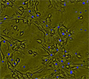 Cell detection