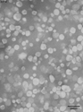 Stabilized liposomes