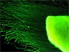Guided nerve-cell axons