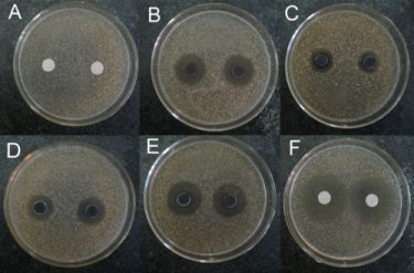 Inhibition zones around composite samples
