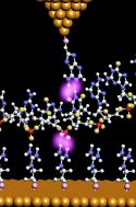 Hydrogen-bonded tunneling pathway through DNA
