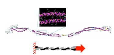 Filament dimer: molecular structure and loading condition