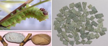 Pieces cut from the cocoons for the extraction of silk sericin protein