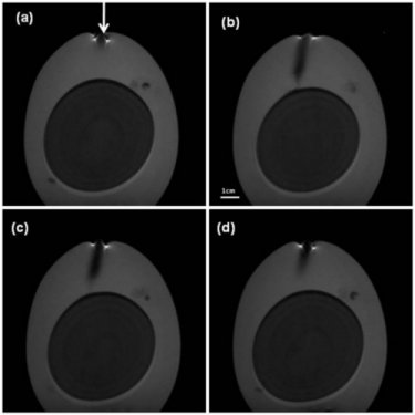 Magnetic field in action: egg injected with iron-oxide nanoparticles