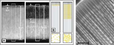 Membrane template