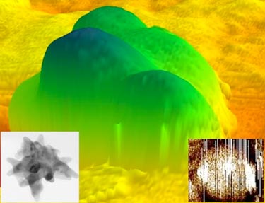 Gold nanostar imaged by AFM, TEM and EFM