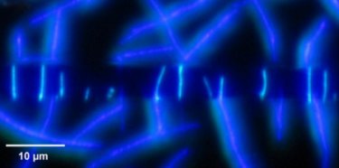 Blue light emitting nanofibres