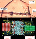 Intracellular view