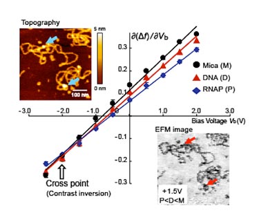 DNA and DNA-T7 RNA polymerase complex on mica