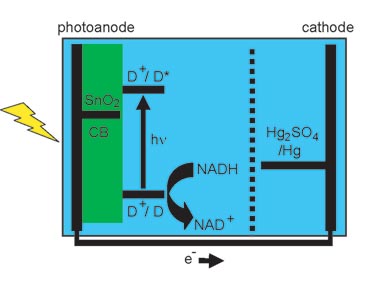 Photoelectrochemical cell