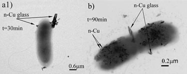 Bactericidal action of glass-copper powder on <i>E. coli</i>