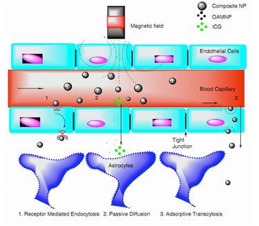 Possible pathways through the blood-brain barrier
