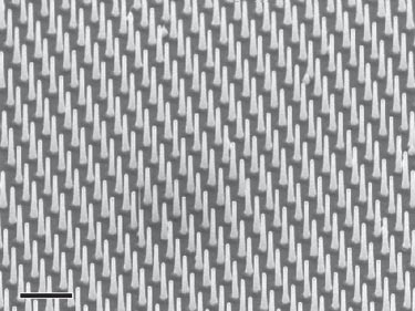 Ordered array: InP nanowires