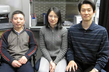 Using antibody-functionalized nanowires to enhance cell separation