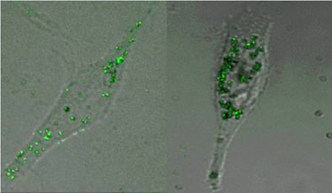 From left to right: silver nanoparticles in L929 and A549 cells.