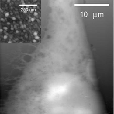 Cell adhesion on SERS substrate