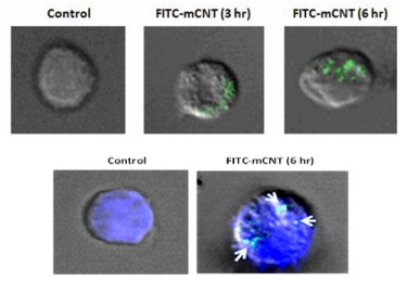 Labelled magnetic carbon nanotubes delivered to cell