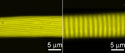 Textured fibres