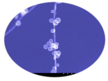 Carbon nanosphere decorated SWNTs