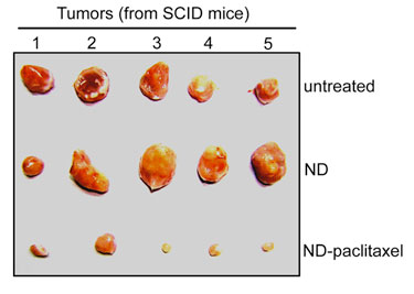 Untreated, ND and ND-paclitaxel samples