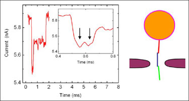 Nanopore experiment: trimer complex translocation event